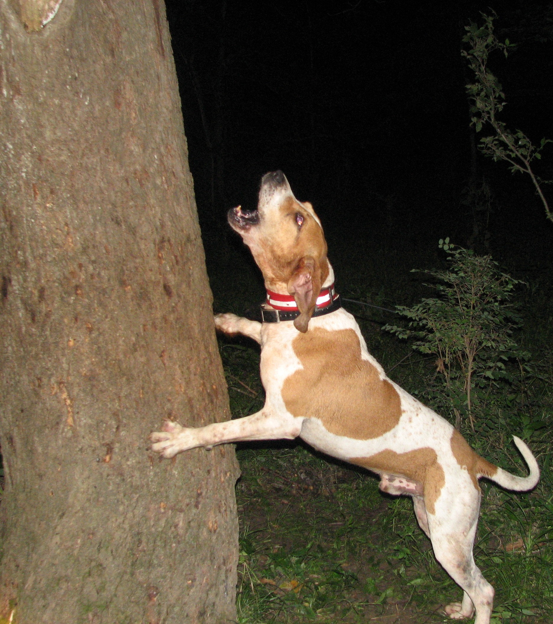 ukc coonhounds for sale