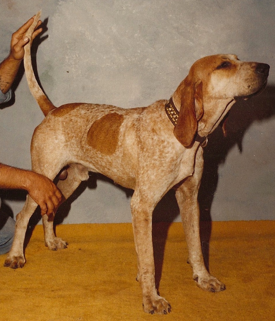 redtick coonhound for sale