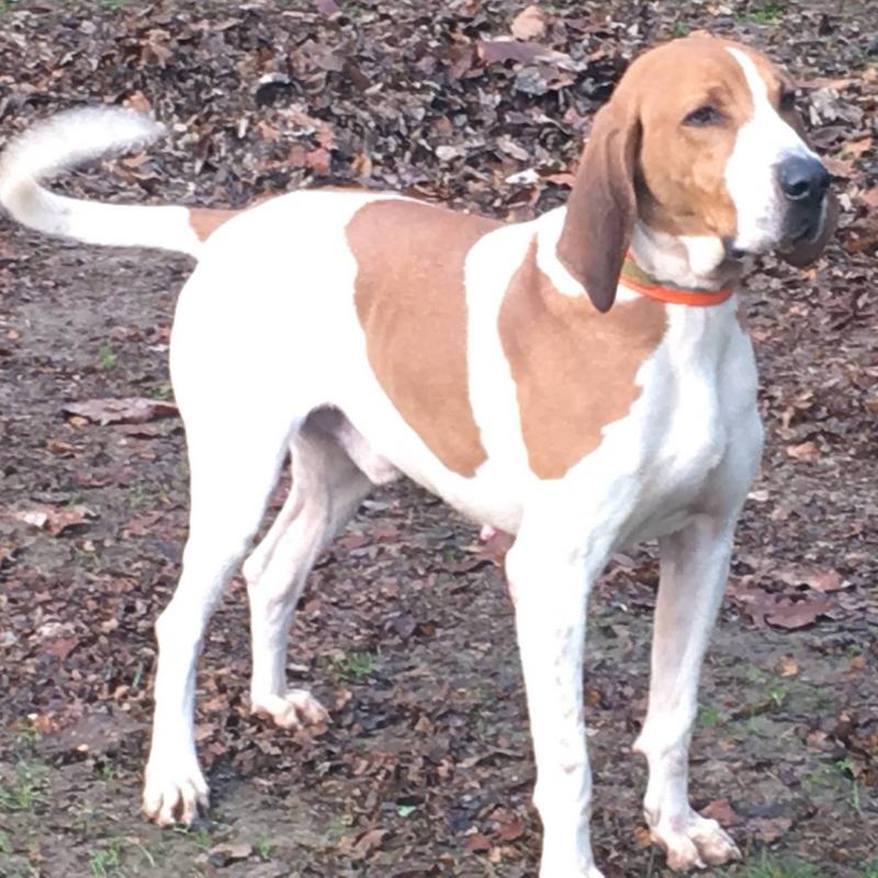 american english coonhound for sale